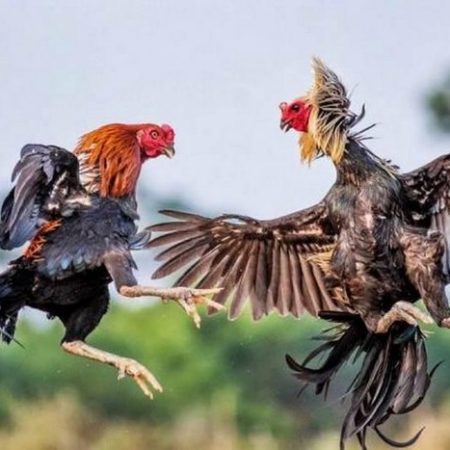 Cách Cược Đá Gà Trực Tuyến Hiệu Quả Hiện Nay