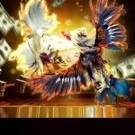 Cách Cá Cược Gà Chọi Dễ Thắng Tổng Hợp Từ Cao Thủ 009